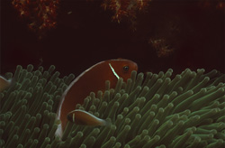 Pink Anemonefish in Beqa Lagoon: Explore the Fascinating Underwater World of Fiji