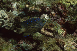 Discover the Beauty of the Jewel Damsel in the Tropical Indo-Pacific