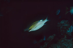 Explore the Twospine spinecheek in Beqa Lagoon, Fiji