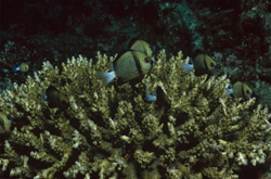 Pacific Prussian Fish