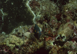 Descubre los fascinantes peces joya (Plectroglyphidodon lacrymatus) en el Indo-Pacífico tropical