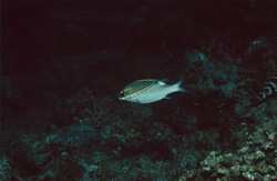 Twospine spinecheek (Scolopsis bilineata) - Unique underwater beauty in Beqa Lagoon