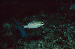 Striped Pseudo Snapper