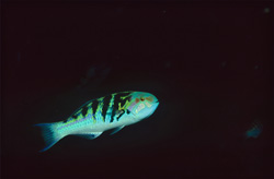 Colorful Sixbar wrasse (Thalassoma hardwicke) in the waters of Beqa Lagoon