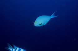Elongate tang (Acanthurus mata) - Graceful Marine Residents of Beqa Lagoon, Fiji