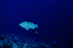 Dwarf Honeycomb Grouper