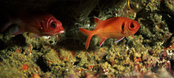 White-Tailed Saldaten Fish