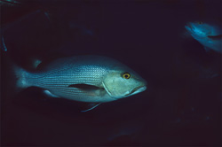 An impressive Twinspot Snapper (Lutjanus bohar) in the picturesque Beqa Lagoon
