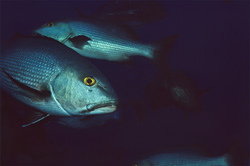 Discover Beautiful Twinspot Snappers (Lutjanus bohar) at Shark Reef in Beqa Lagoon