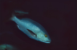 Captivating Twinspot Snapper (Lutjanus bohar) in the crystal-clear waters of Shark Reef