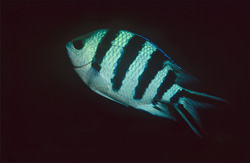 Scissor-tailed Sergeant