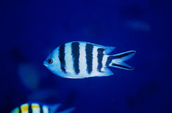 Explore the Beauty of the Scissortail Sergeant in Beqa Lagoon, Fiji