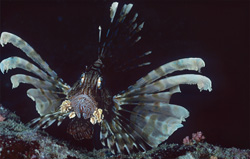 Encounter the Indian Lionfish in the Red Sea - An Unforgettable Experience