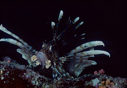 Encounter the fascinating Indian Lionfish (Pterois miles) in the Red Sea