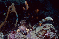 Explore the Beauty of the Indian Lionfish (Pterois miles)