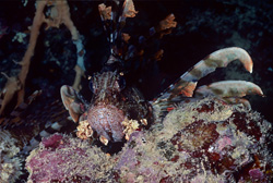 Discover the Enchanting Indian Lionfish (Pterois miles) in the Red Sea