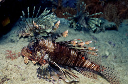 Discover the Beauty of the Indian Lionfish (Pterois miles) in the Red Sea