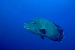 The Majestic Humphead Wrasse in the Red Sea - A Threatened Inhabitant of the Coral Reef