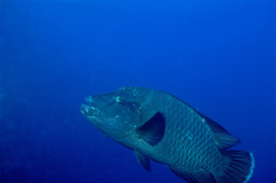 A stunning Humphead Wrasse (Cheilinus undulatus) in its natural habitat