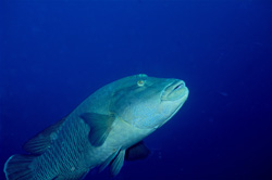 Discover the Majestic Humphead Wrasse in the Red Sea