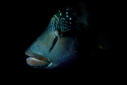 A majestic Humphead Wrasse exploring the underwater world