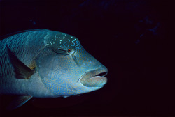Explore the Fascinating Humphead Wrasse Portrait in the Red Sea