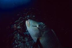 Discover the majestic Humphead Wrasse in the Red Sea