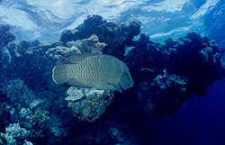 Discover the Majestic Humphead Wrasse in the Red Sea