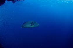 Der beeindruckende Napoleon-Lippfisch im Roten Meer