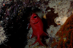 Discover the Fascinating Common Bigeye in the Red Sea