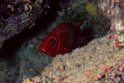 Big-Eyed Bass