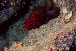 Immerse yourself in the fascinating world of the common bigeye in the Red Sea