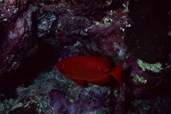 Discover the Common bigeye in the Red Sea