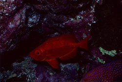 Discover the fascinating Common bigeye