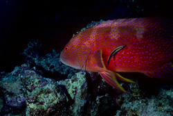 Crescent Moon Jewelfish