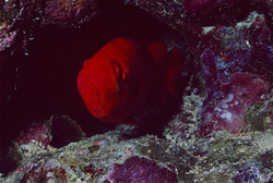 Explore the Common bigeye in the Red Sea