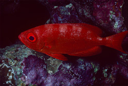 Discover the fascinating Common bigeye in the Red Sea
