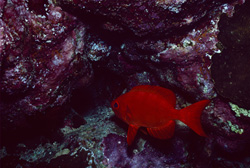 Discover the Common Bigeye in the Red Sea