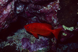 Explore the Common Bigeye in the Red Sea