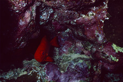 Discover the Common Bigeye in its Natural Habitat in the Red Sea
