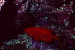 Fascinating Common Bigeye in the Red Sea