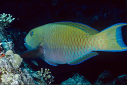 RedSea-Buckelkopf