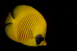 Unique masked butterflyfish in the Red Sea