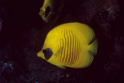 Discover the beauty of the masked butterflyfish in the Red Sea