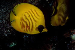 The Masked Butterflyfish - A Colorful Inhabitant of the Red Sea
