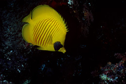 Découvrez la beauté du poisson-papillon masqué dans la mer Rouge