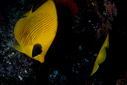 Discover the Beauty of the Masked Butterflyfish in the Red Sea