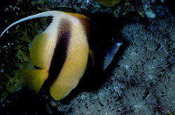 Discover the Beauty of the Red Sea Bannerfish (Heniochus intermedius)
