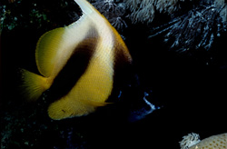Explore the fascinating Red Sea Bannerfish (Heniochus intermedius) in its natural habitat!