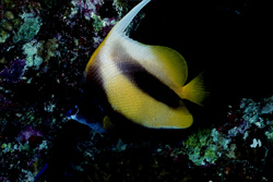 Discover the Fascinating Red Sea Bannerfish (Heniochus intermedius)